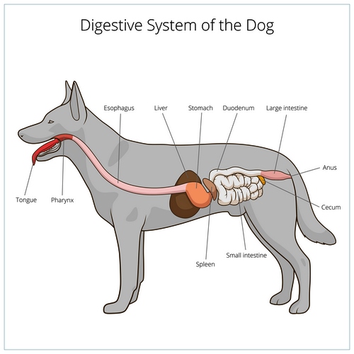 The Digestive Systems Of Carnivores Typically Enzyme