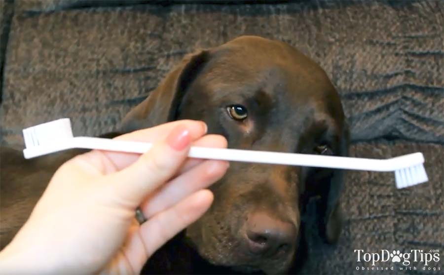 How to Choose the Best Toothbrush for Dogs (incl. Video Instructions)