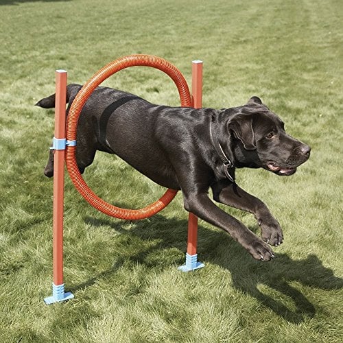 Top 15 Best Dog Agility Equipment Kits in 2017 (beginners & advanced)