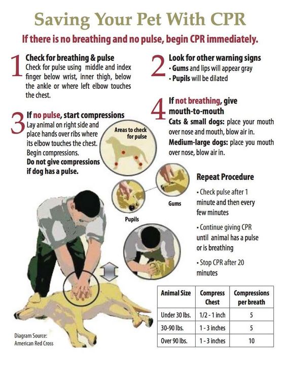 First Aid for Dogs 8 Vital Things Every Dog Owner Must Know and Do