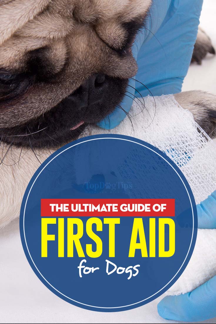 First Aid for Dogs 8 Vital Things Every Dog Owner Must Know and Do