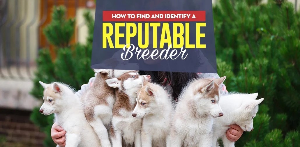 How to Find and Identify A Reputable Dog Breeder Top Dog Tips