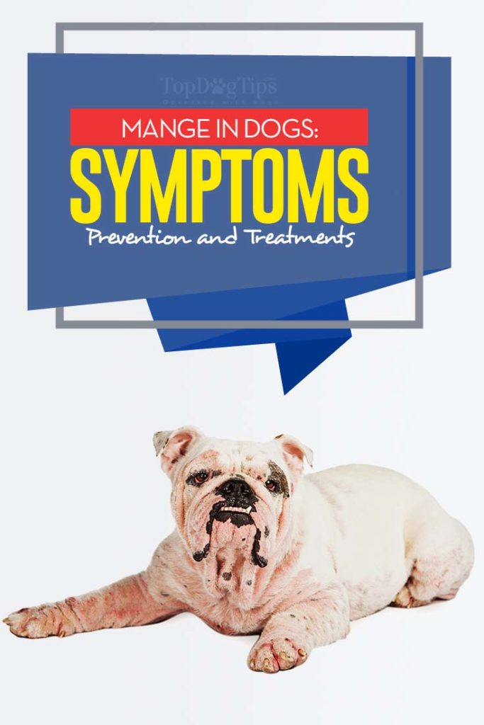 Mange in Dogs Symptoms, Prevention and Treatments