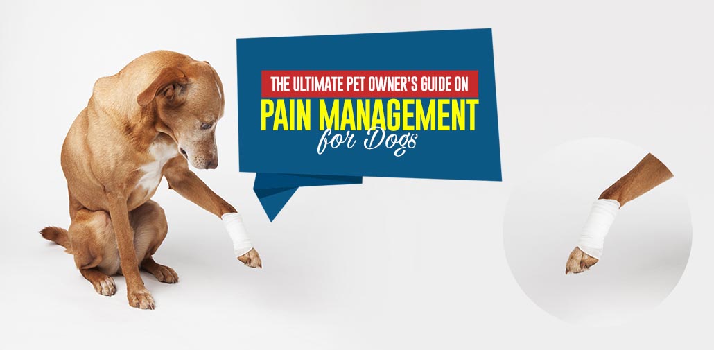 Pain Management for Dogs The Ultimate Guide