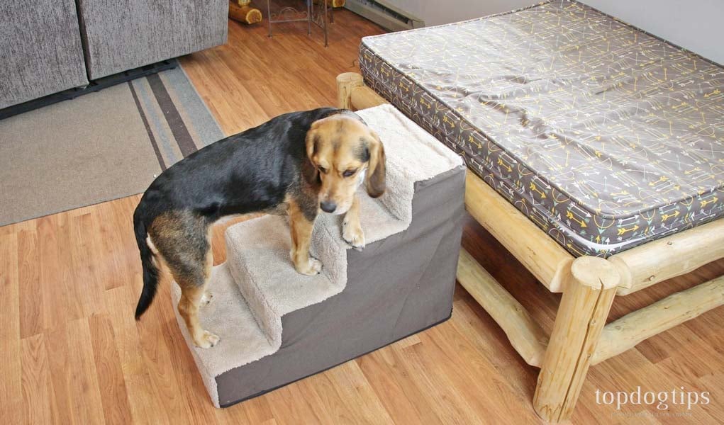 15 Best Dog Stairs of 2020 (Our Tests and Review for Beds and Cars)
