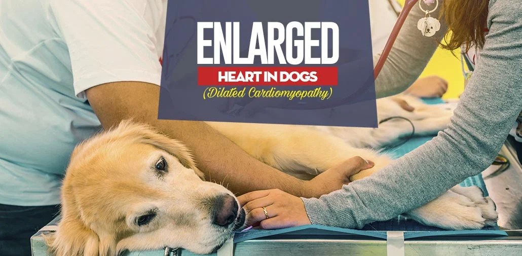 How Long Can A Chihuahua Live With An Enlarged Heart