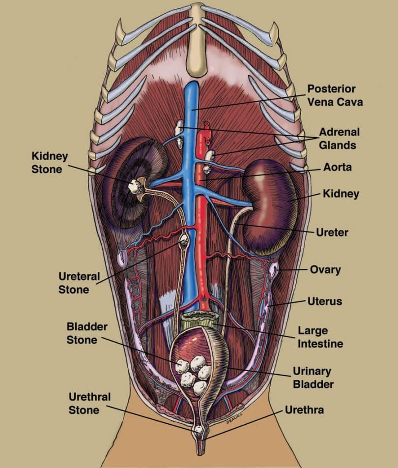 Bladder Stones in Dogs 14 Things Pet Owners Must Know About Them