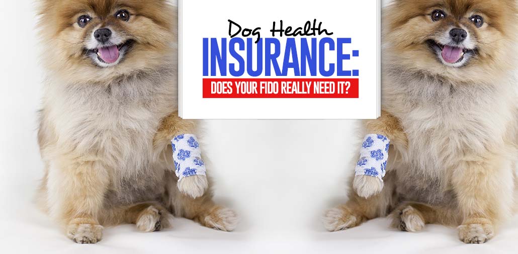 Dog Health Insurance Does Your Dog Really Need It?
