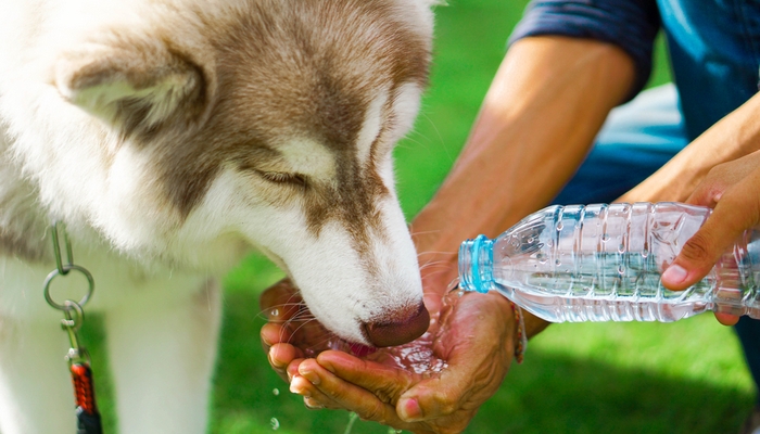 Excessive Thirst in Dogs 8 Reasons Why Dog Drinks Too Much Water