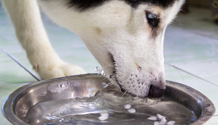 Excessive Thirst in Dogs 8 Reasons Why Dog Drinks Too Much Water