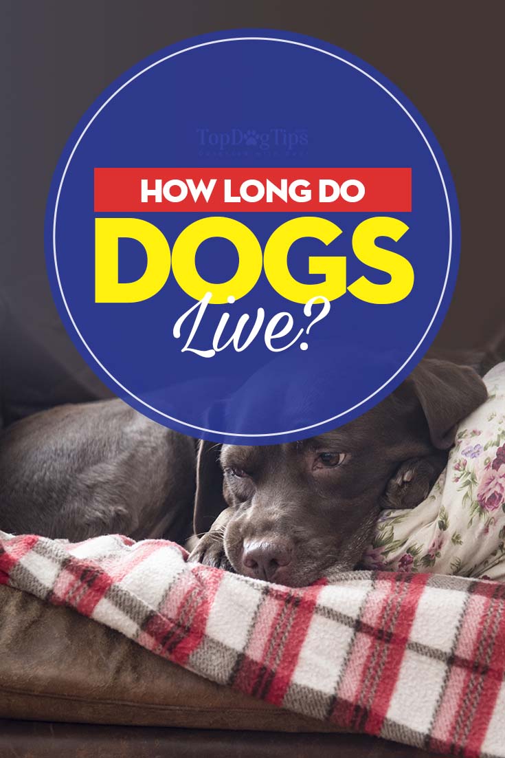 How Long Do Dogs Live? Explaining the Life Expectancy of Dogs
