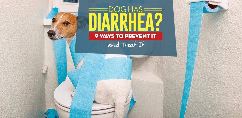 Dog Has Diarrhea? 9 Ways to Prevent and Treat It