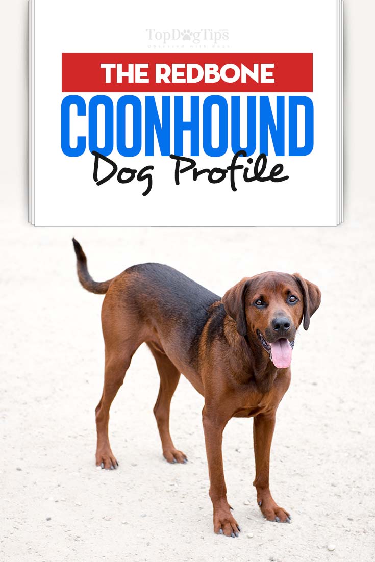 Redbone Coonhound Dog Breed Information, Photos, History and Care