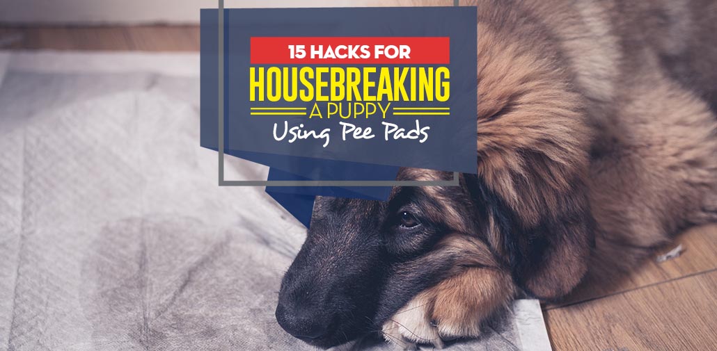 15 Tips on How to Housebreak a Puppy at Home (Using Pee Pads)
