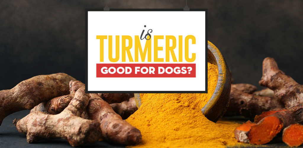 Turmeric for Dogs 101 Can Dogs Eat Turmeric and What're the Benefits?