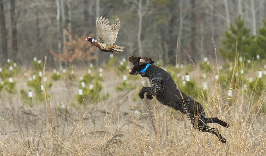 12 Types of Hunting Dogs and Which One You Need