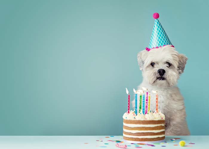Can Dogs Eat Cake? Taking a Look at Benefits and Side Effects
