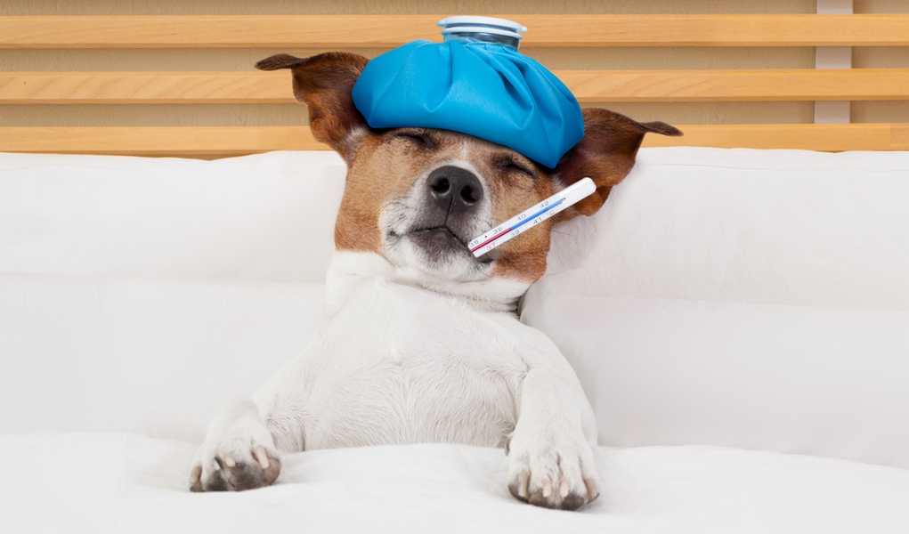 Dog Flu Symptoms and 6 Ways to Prevent and Treat Canine Influenza