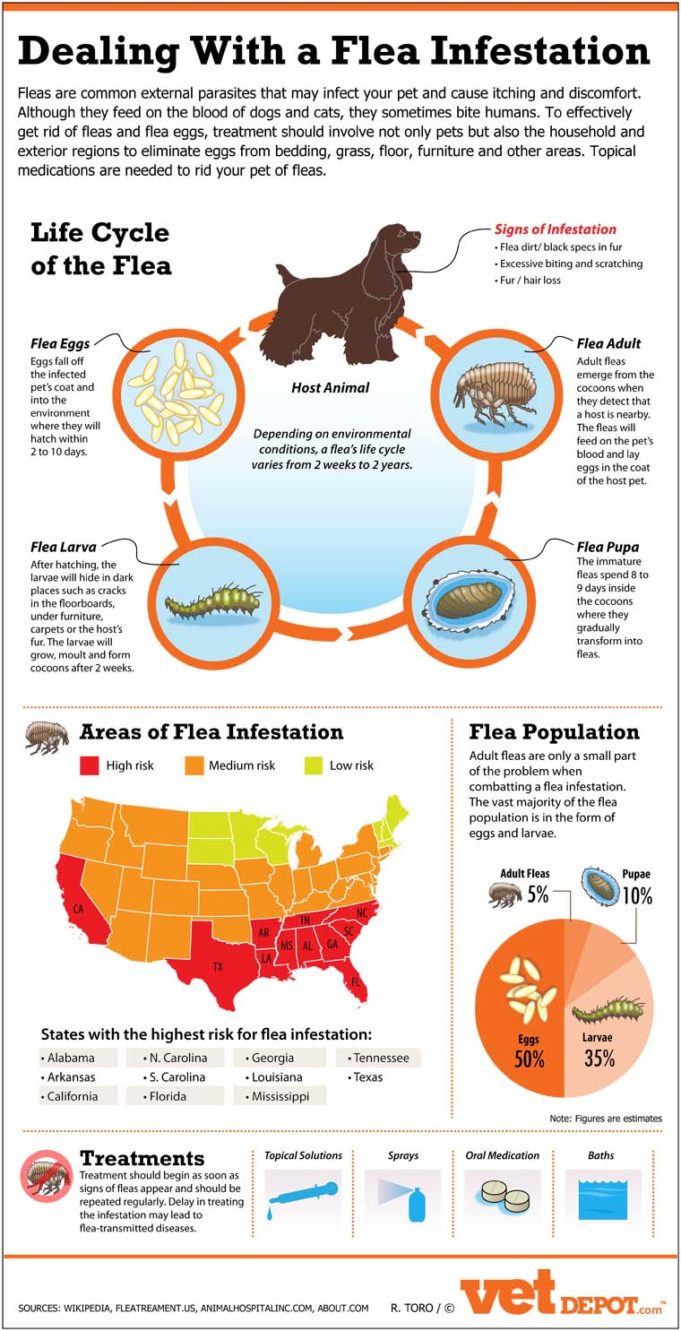 Can Dogs Get Fleas In the Winter and How to Deal With