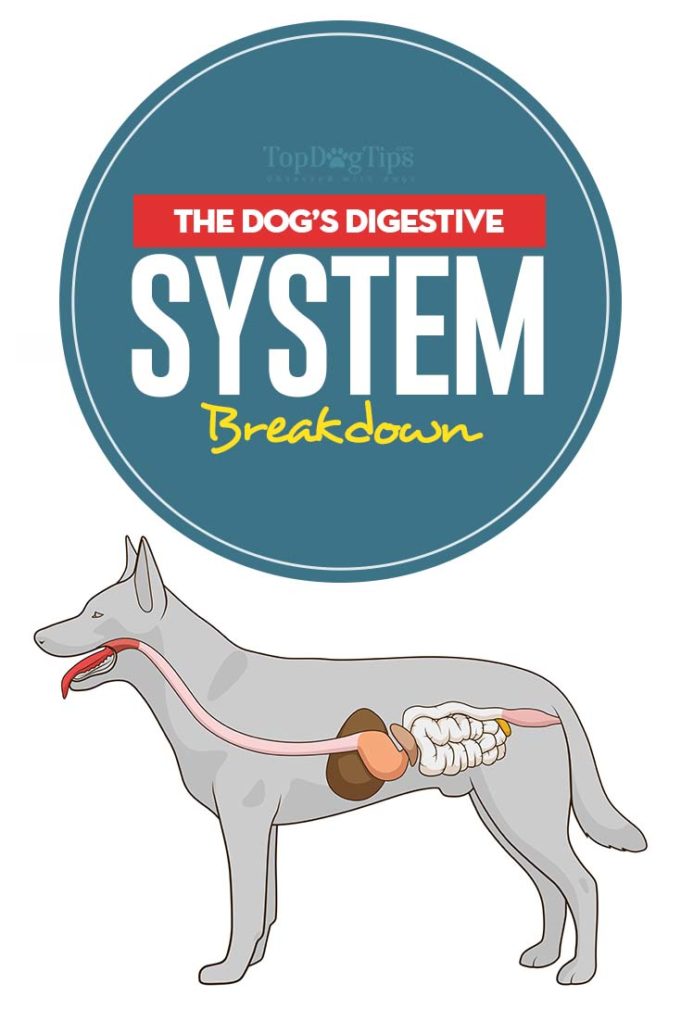 Dog Digestive System Breakdown (and what dogs can and cannot digest)