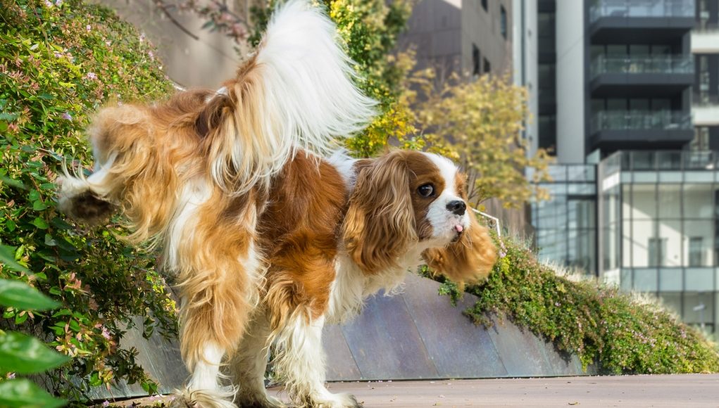 Frequent Urination In Dogs What It Means and What You Should Do