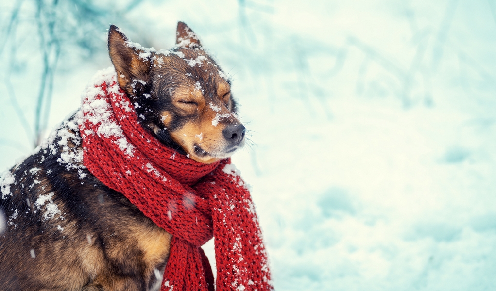 How Can I Keep My Outside Dog Warm