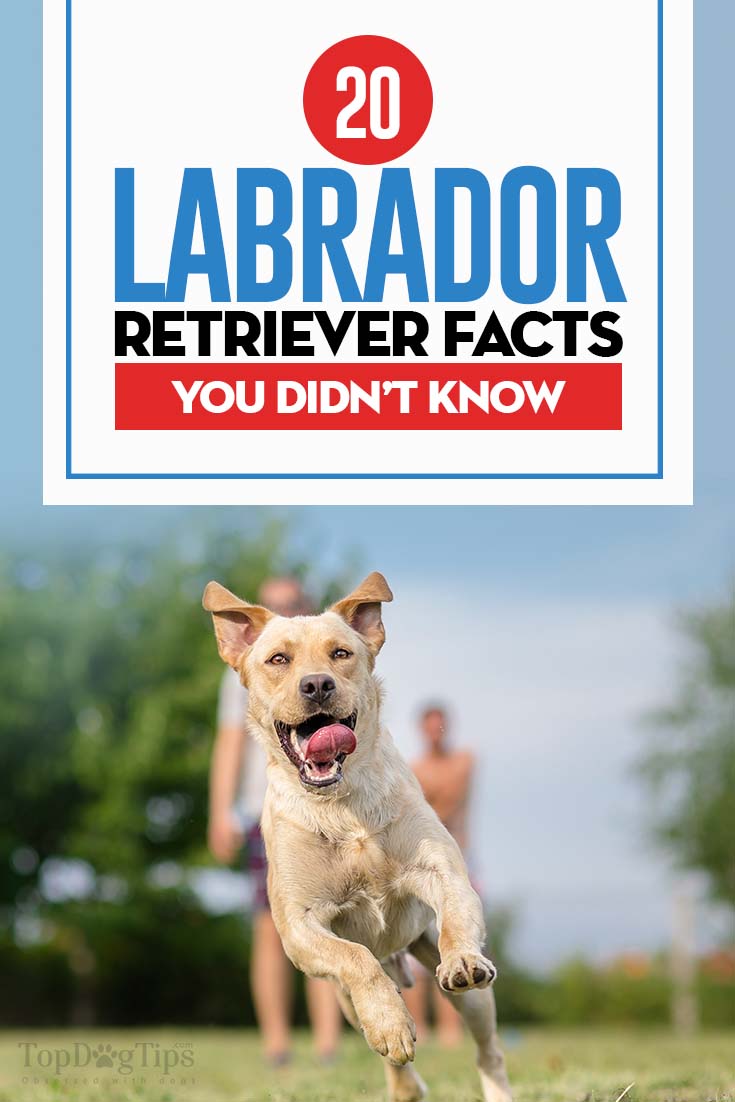 20 Labrador Retriever Facts You Didn’t Know Top Dog Tips