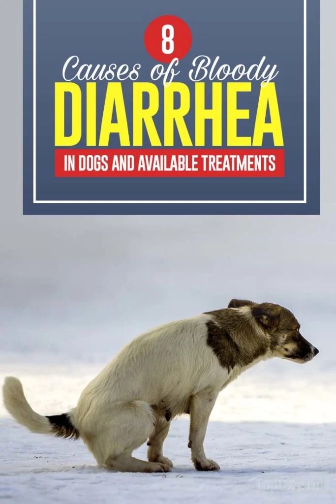 8 Causes of Bloody Diarrhea in Dogs and Best Treatments