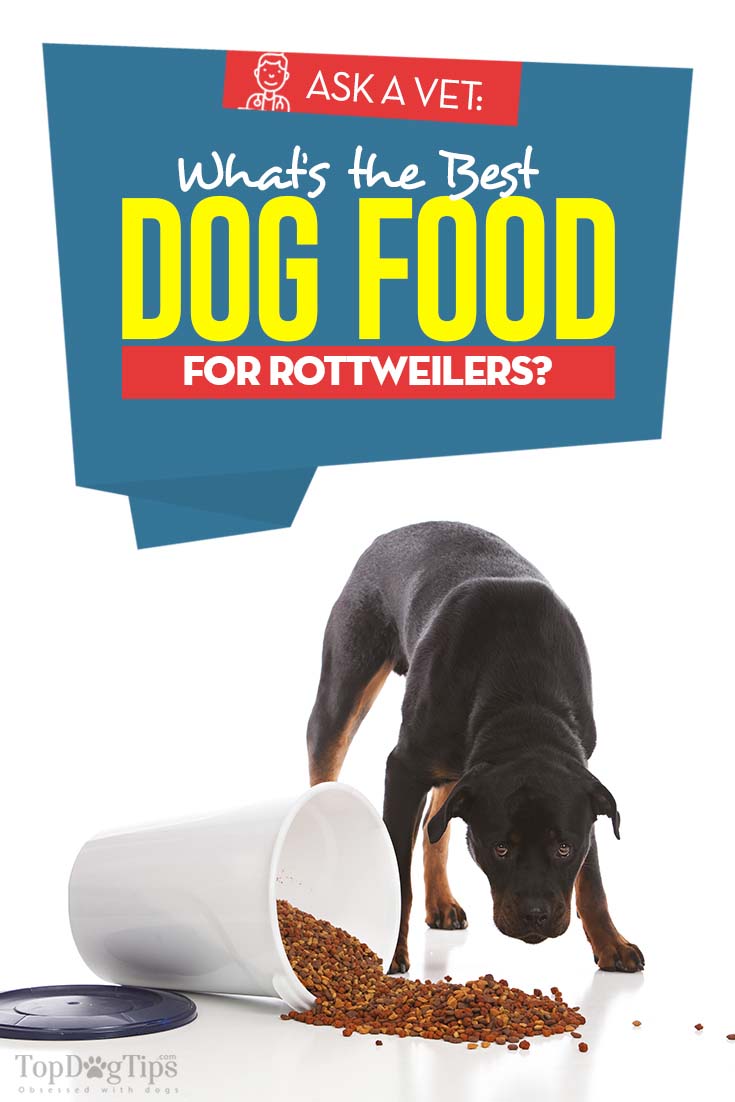 What Are the Best Veterinarian-Recommended Dog Foods?