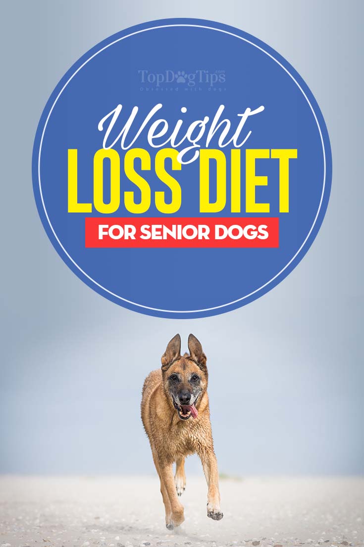 Weight Loss Diet for Senior Dogs How to Help Your Old Dog Lose Weight