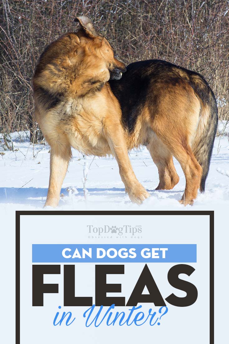 Can Dogs Get Fleas In the Winter and How to Deal With