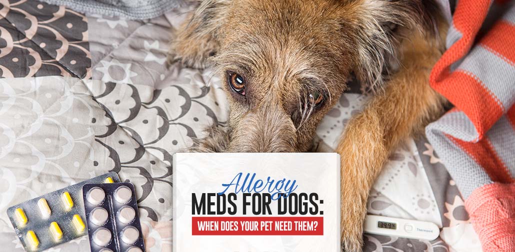 Allergy Meds For Dogs When Does Your Dog Need Them?