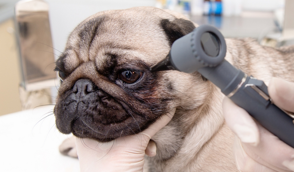 7 Common Eye Problems in Dogs How to Prevent and Deal With Them