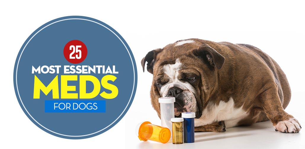 25 Most Essential Dog Meds (And When Your Pet Needs Them)