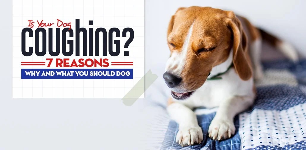 What Can You Give To A Dog That Is Coughing at Mildred Gorman blog