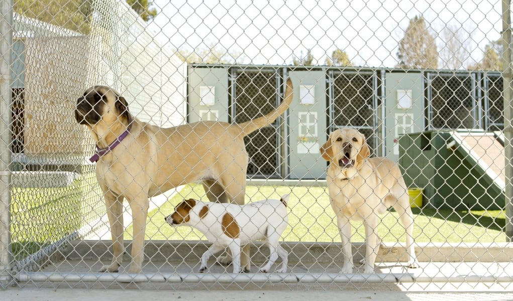 Best Dog Boarding Services Comparing 4 Famous Companies