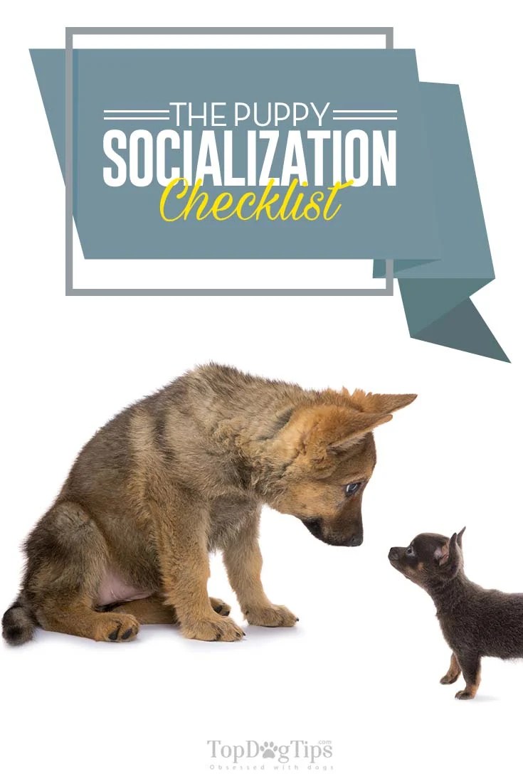 Puppy Socialization Checklist How, When and Why to Socialize a Puppy