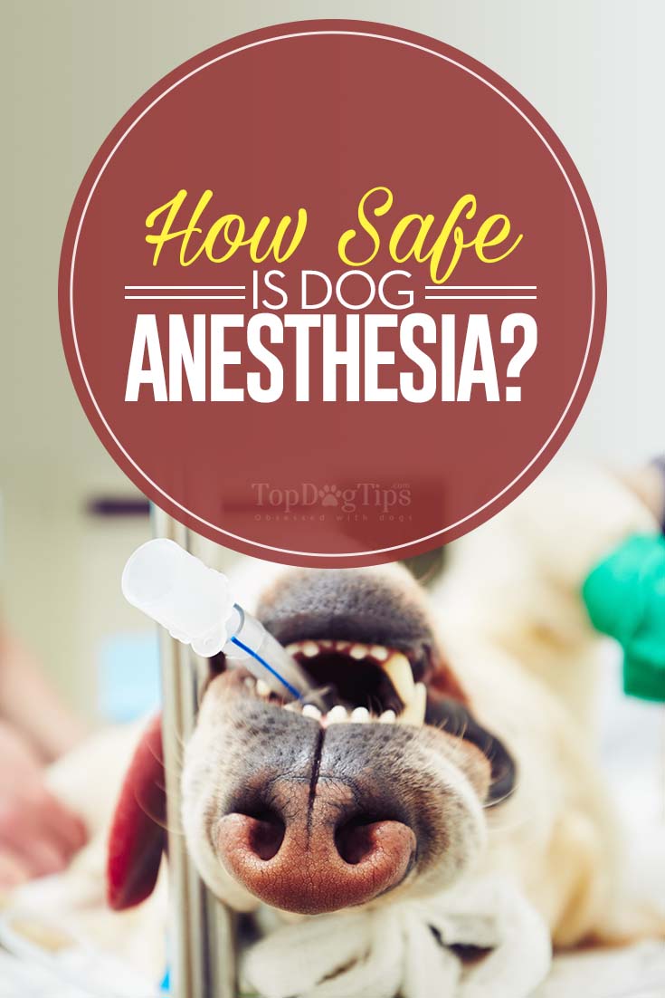 Dog Anesthesia How Safe Is It and What Pet Owners Must Be Aware Of
