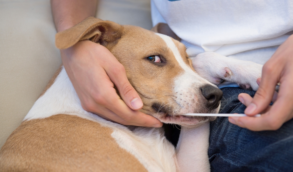 How to Accurately Use Dog DNA Test and Which One to Choose