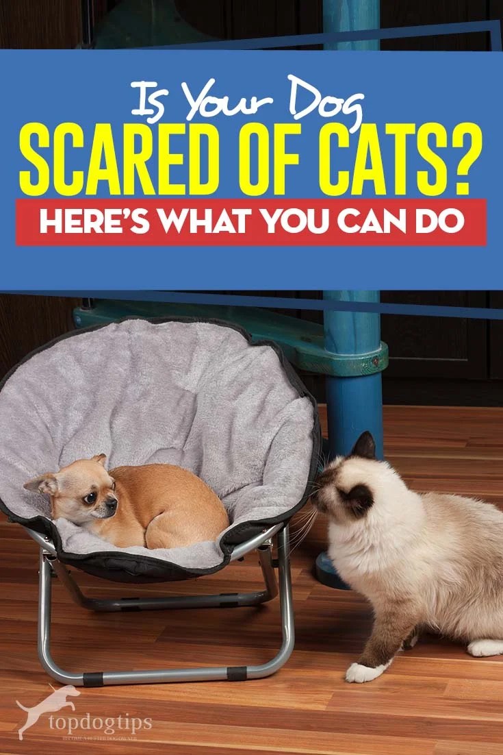 Dog Scared of Cat? 6 Things You Can Do to Help Them Get Along