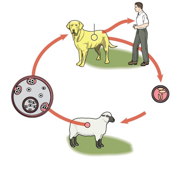 How to Deworm a Dog in 2018 An Updated Pet Owner's Guide