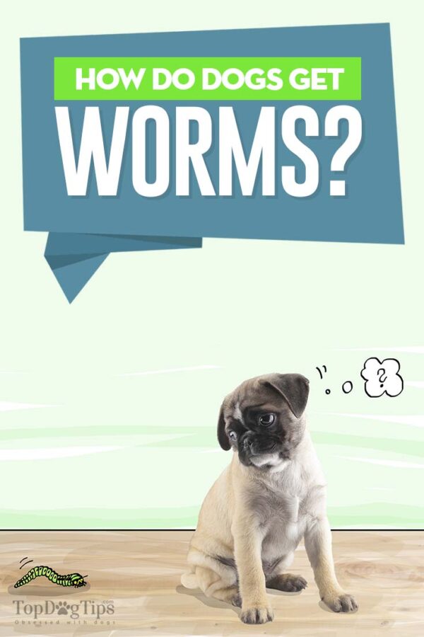 How Do Dogs Get Worms? Top Dog Tips