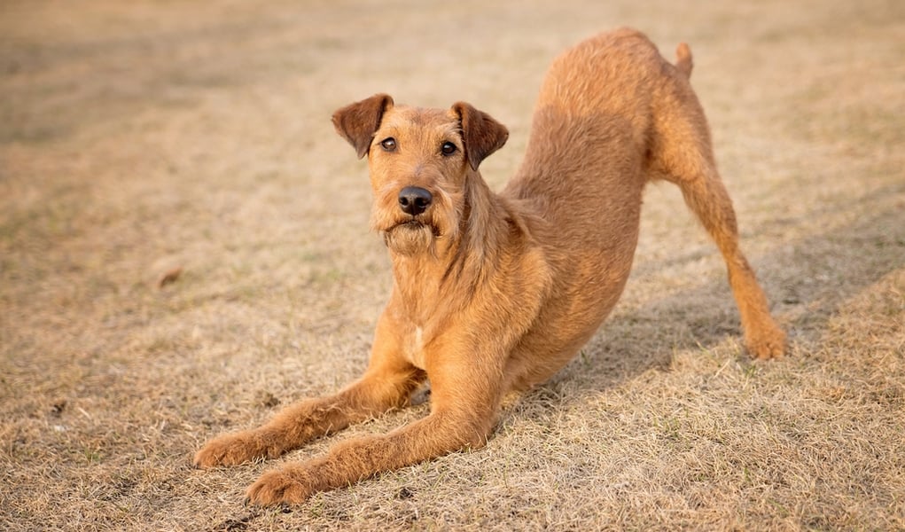 35 Non Shedding Dog Breeds Ranked in Order