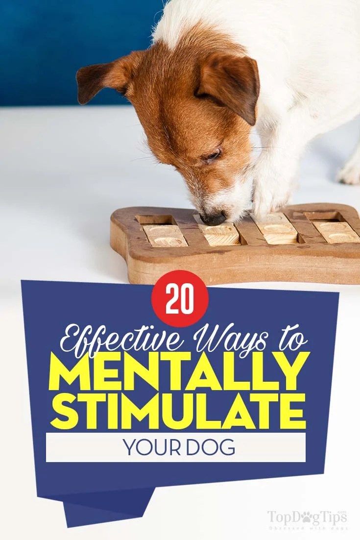 Dog Mental Stimulation 20+ Ways to Enrich Your Dog's Brain