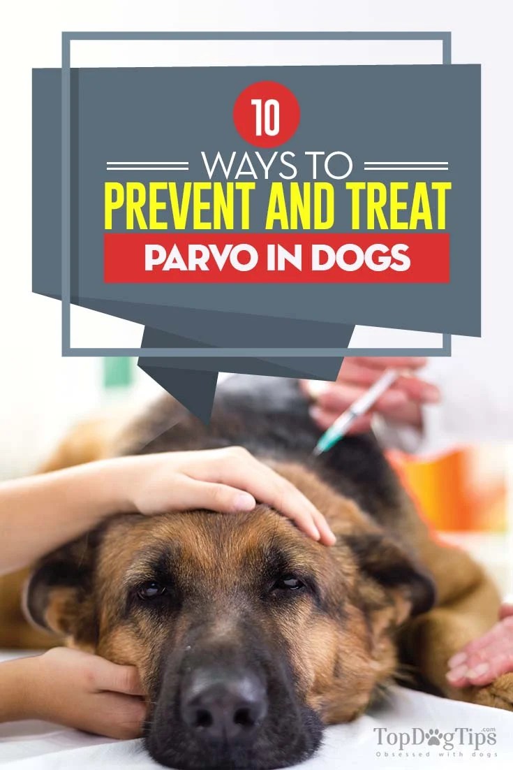 Can Puppies Get Parvo After Their First Shots