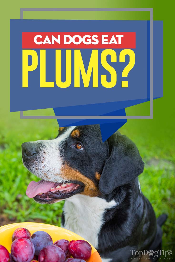 Can Dogs Eat Plums or Are Plums Bad for Dogs to Consume?