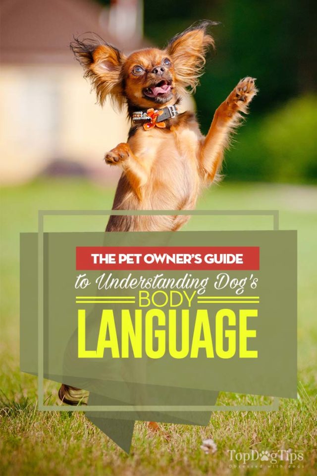 Dog Body Language The Pet Owner’s Guide to Understanding Dogs