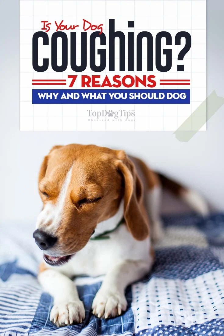 Dog Coughing 7 Reasons and What to Do When It Happens