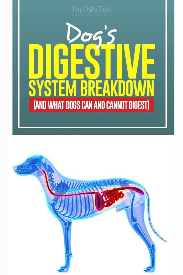 Dog Digestive System Breakdown (and what dogs can and cannot digest)