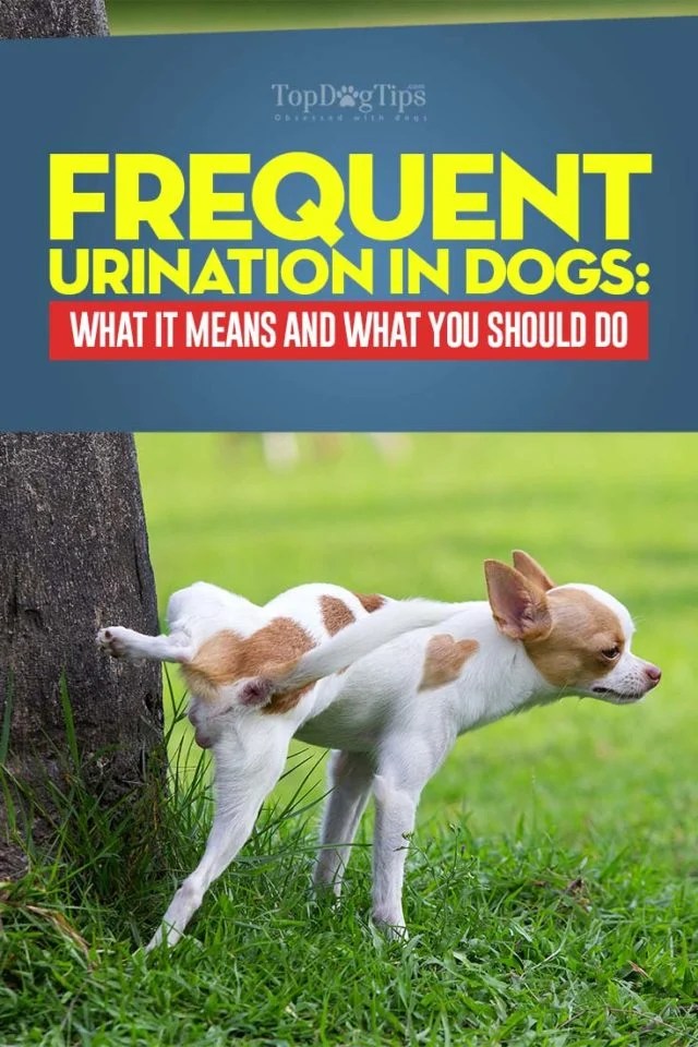 Frequent Urination In Dogs What It Means and What You Should Do